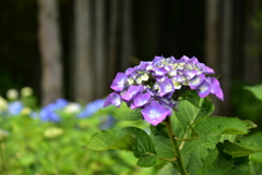あじさいの森2