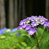 あじさいの森2