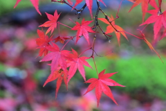 永観堂もみじ