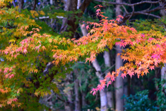花園渓谷もみじ