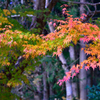 花園渓谷もみじ