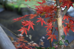 三溪園もみじ