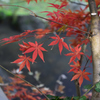 三溪園もみじ
