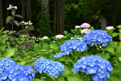 あじさいの森3