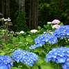 あじさいの森3