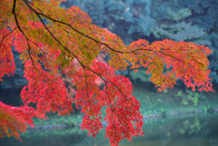 小石川後楽園_紅葉