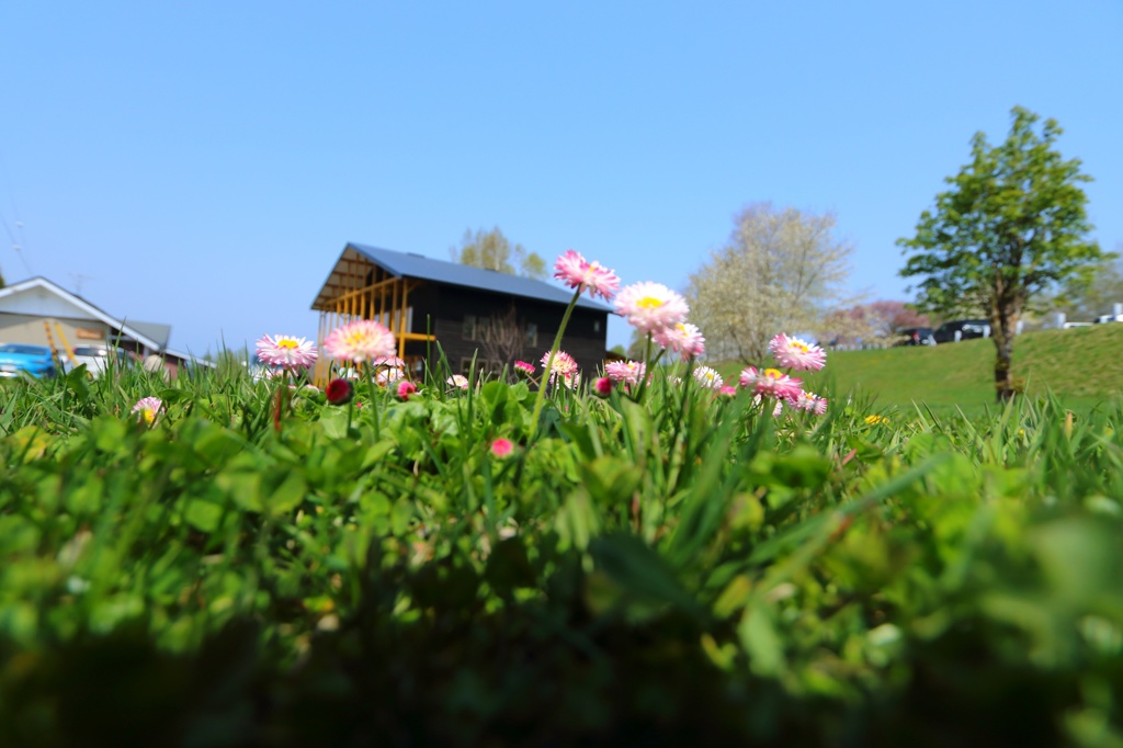 花と小屋