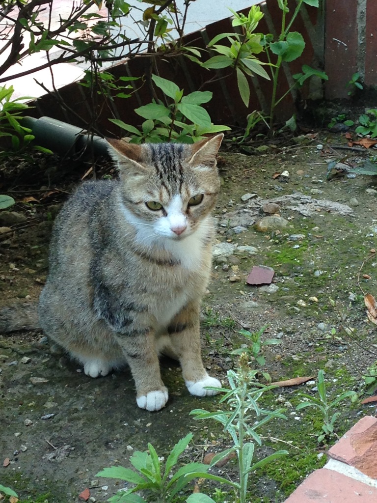 物憂げ