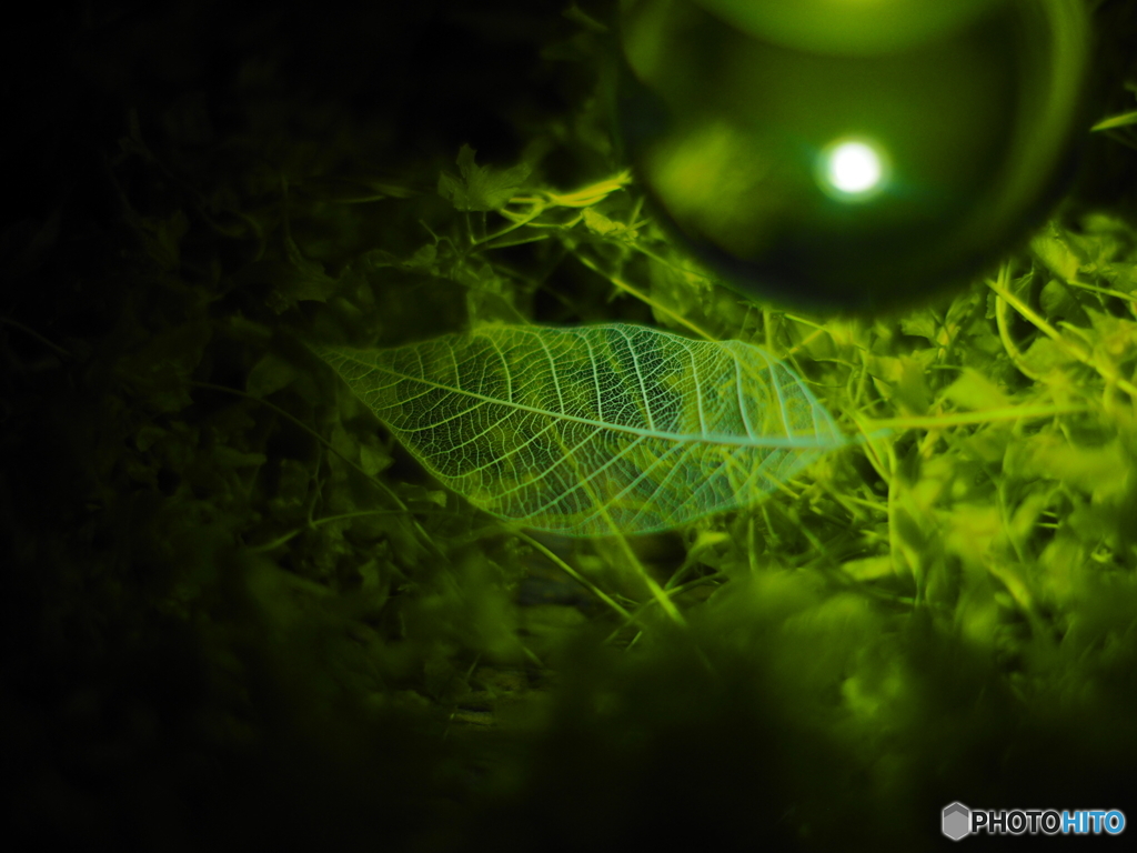 midori
