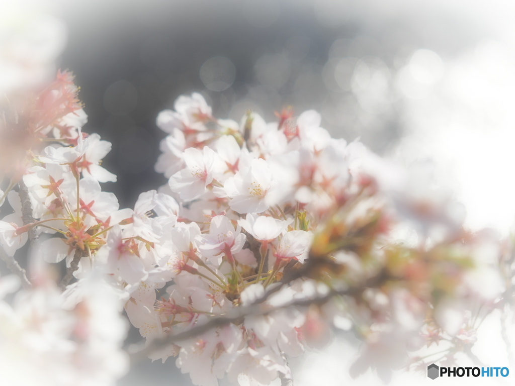 朝日の中で
