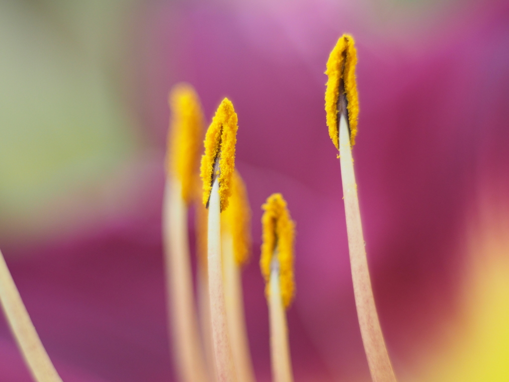 花粉