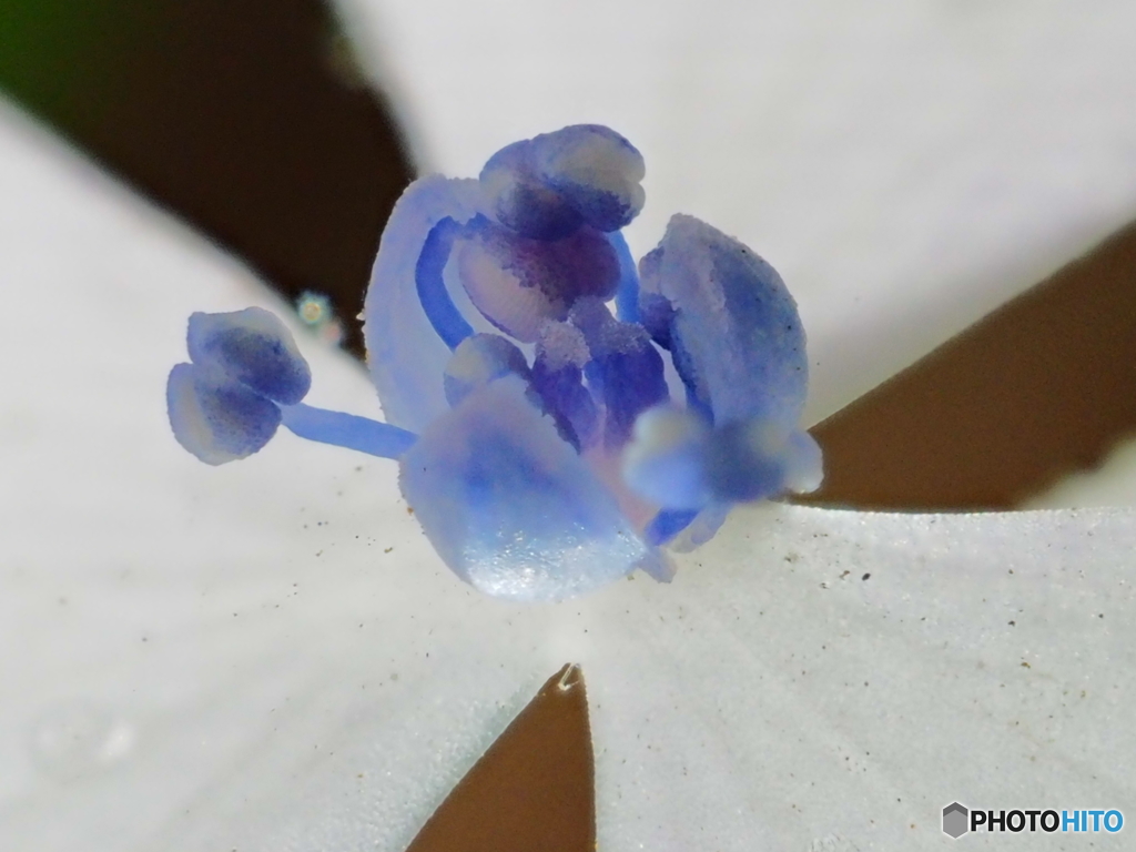 花開く