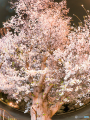 駅前桜