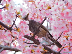 レストラン桜