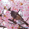 レストラン桜