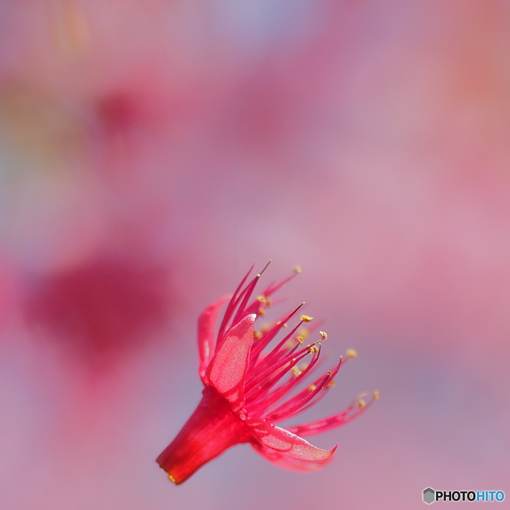 蜘蛛の糸