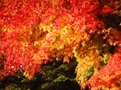 昭和記念公園ライトアップ