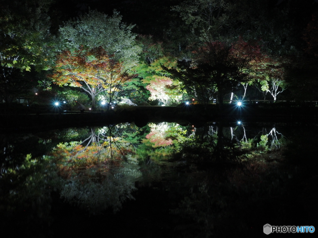 夜の日本庭園
