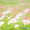 秋桜の丘