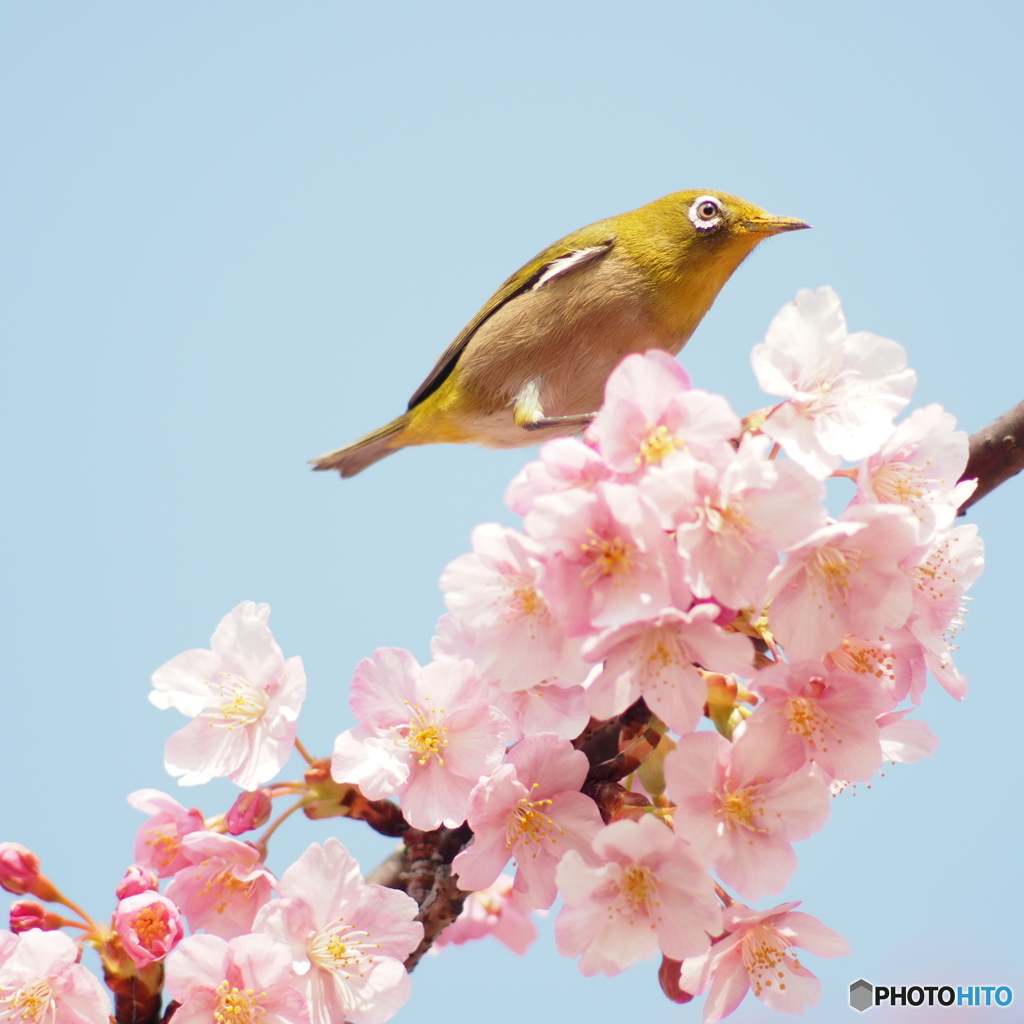 お口の回りが花粉だらけだよ
