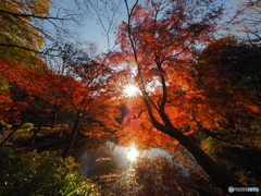 太陽と紅葉と光芒