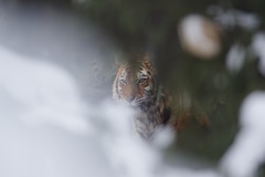 虎