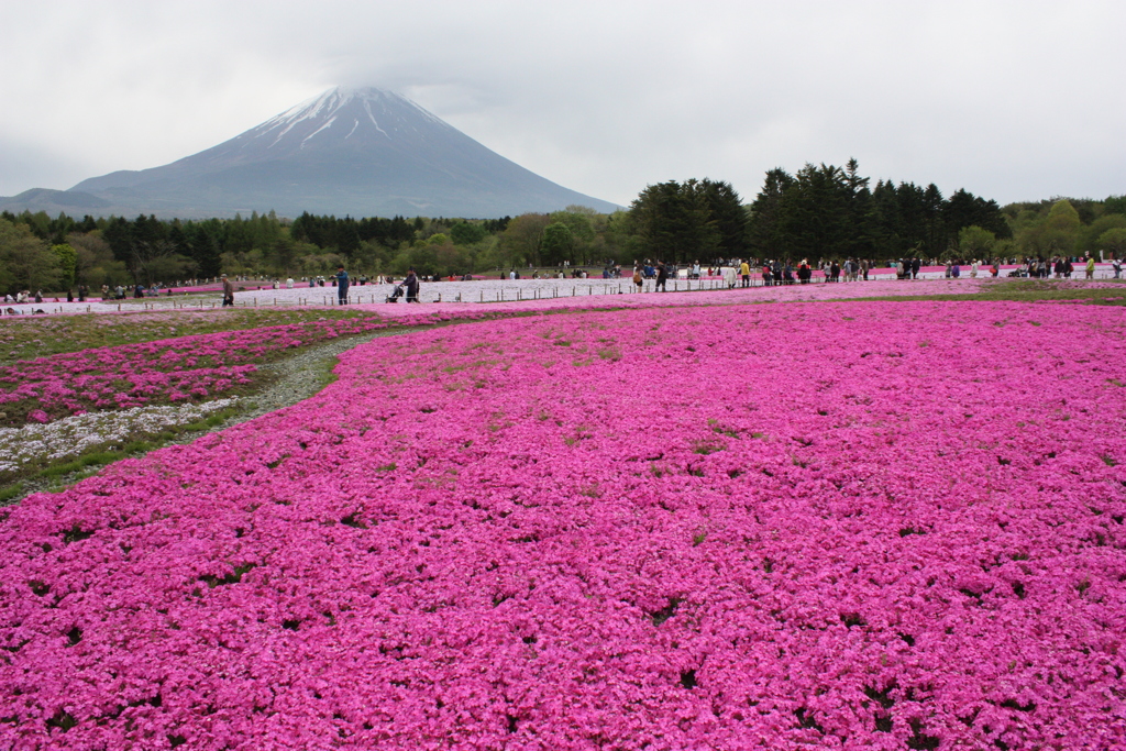 花と山