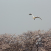 さくら