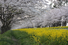 さくら