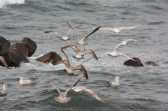 海鳥