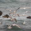 海鳥