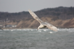海鳥