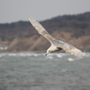 海鳥