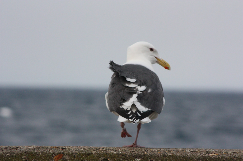 海鳥