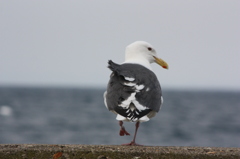 海鳥
