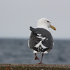 海鳥