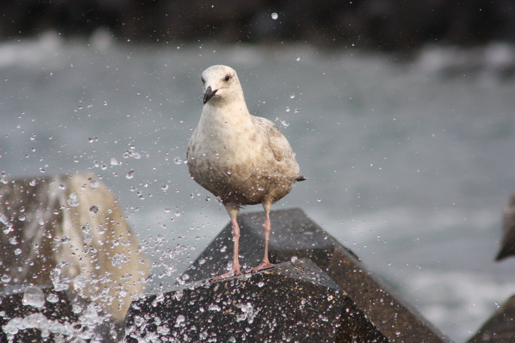 海鳥