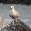 海鳥
