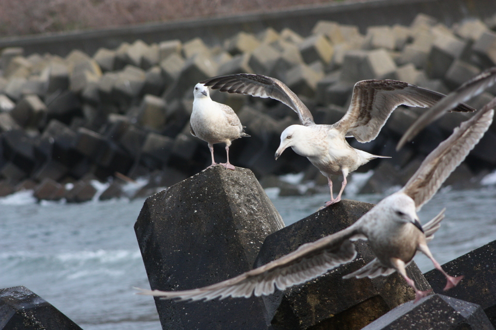 海鳥