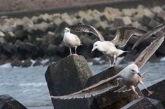 海鳥