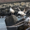 海鳥