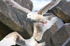 海鳥