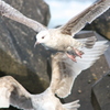 海鳥