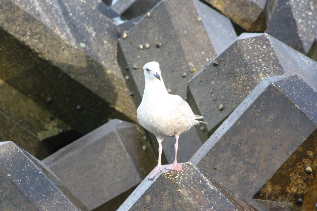 海鳥