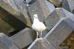 海鳥
