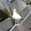 海鳥