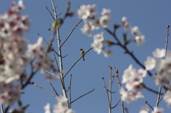さくら