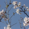 さくら