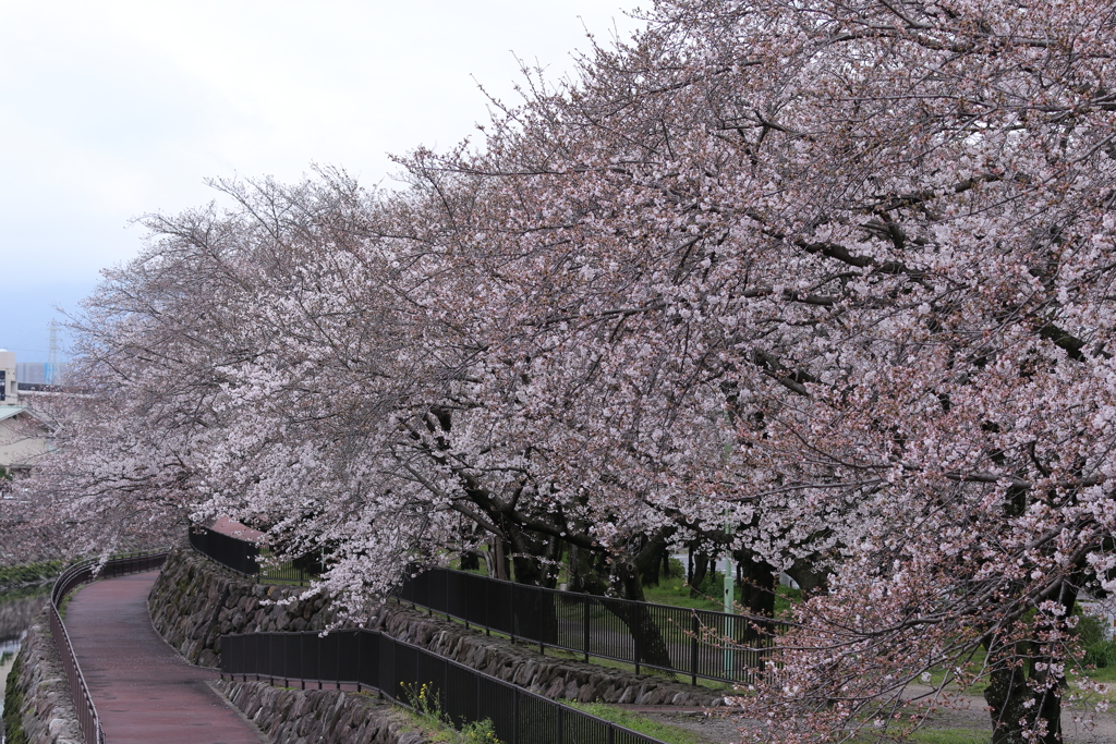 大分市平和市民公園