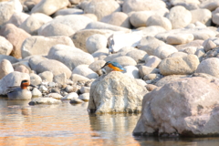 初カワセミ②